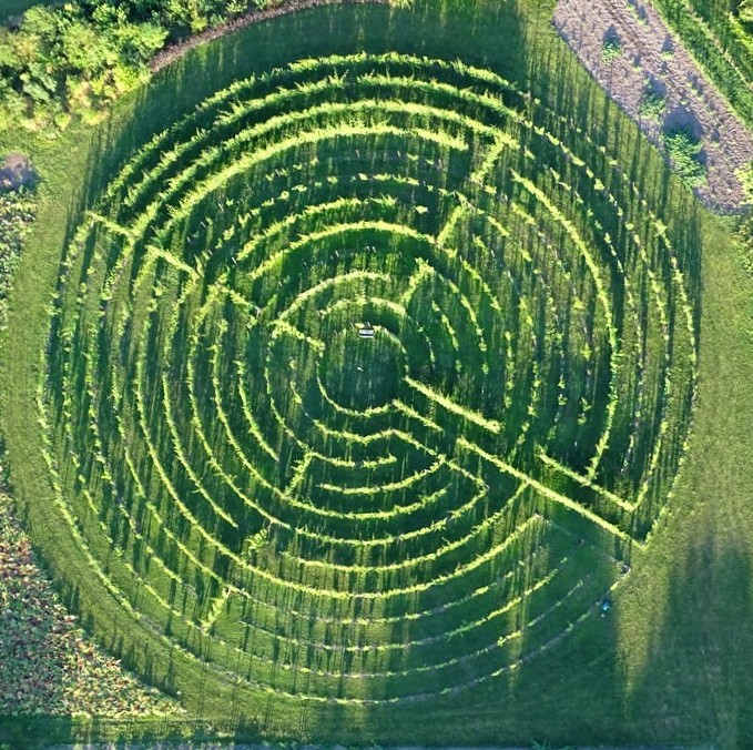 De wijngaard in de vorm van het labyrint van Chartres